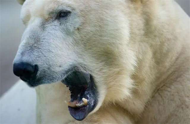 Medvěd na trzích optikou tří expertů: Období klidné cesty vzhůru je pryč, je ale důležité nepanikařit. Srovnání s rokem 2008 není namístě