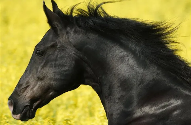 Na jaké "černé koně" ukázali dva investiční experti?