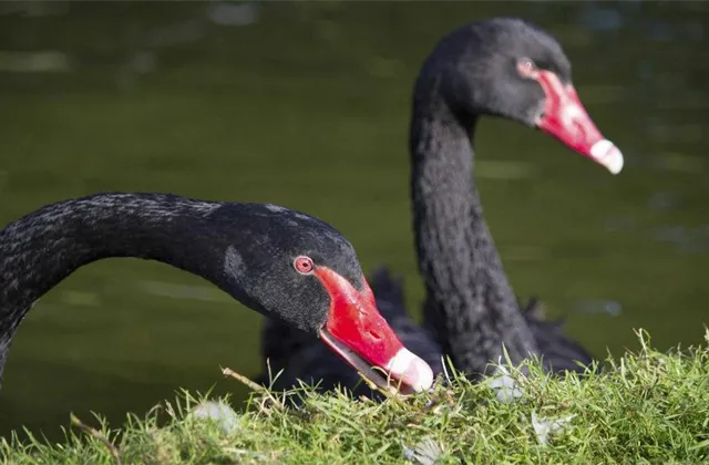 Černé labutě pro zbytek roku 2016: Na co si dát pozor?