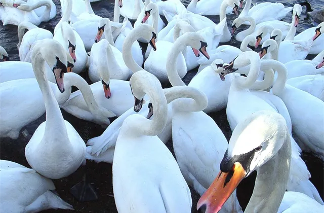 Bílé labutě na rok 2017: Čím se rádi nechají překvapit čeští experti?