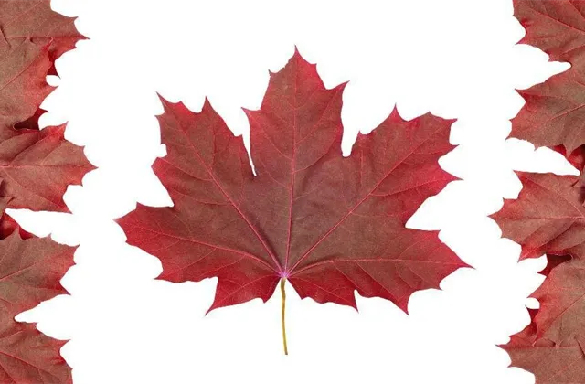 Kanada: Index nákupních manažerů ve zpracovatelském sektoru v lednu vzrostl na 53,5 bodu z 51,8 bodu v prosinci