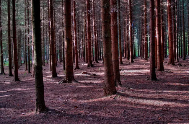 Výnosná pojistka proti inflaci s menší volatilitou než akcie? Vítejte v lese!