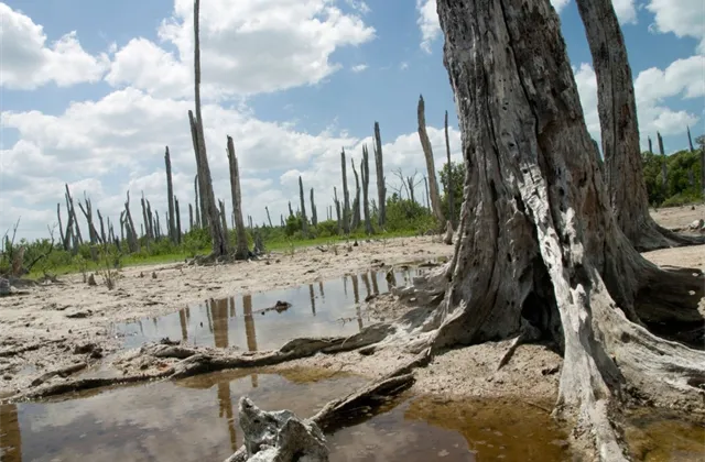 Globální ekologická hrozba: Nedůvěra v experty komplikuje situaci, říká sociální geografka