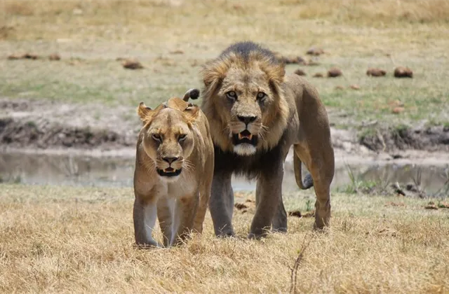 Neběžet nejpomaleji a nenechat se sežrat lvem aneb Jak v koronavirové krizi investuje jeden z nejlepších portfoliomanažerů v Česku