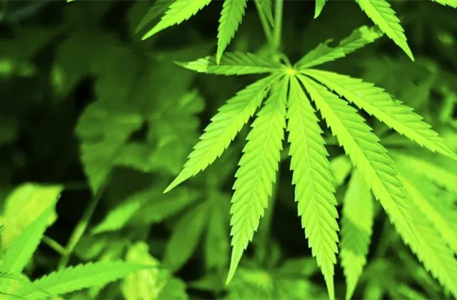 Marihuana - ilustrační foto