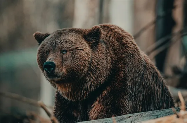 Medvěd - ilustrační foto 3