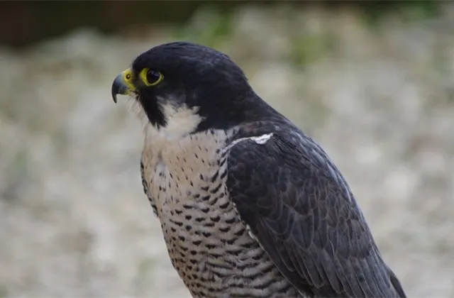 Falco peregrinus - ilustrační foto