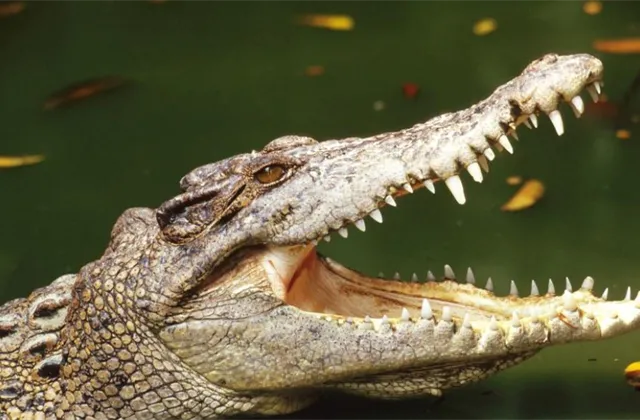 Technologie a (tele)komunikace vs. energetika: Rozevřená krokodýlí čelist sklapne, věří zkušený manažer