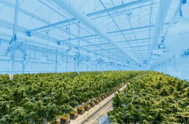 Uznávaný analytik z Wall Street věří této konopné společnosti. Proč?