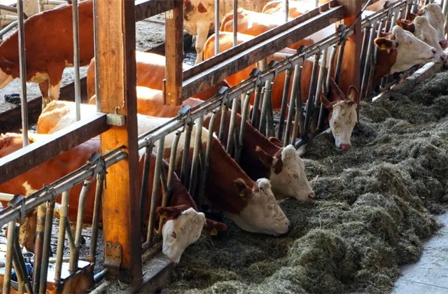 Krávy, metan a klimatická hrozba aneb Jak na hamburger a steak inovativně