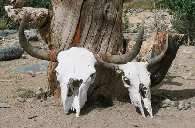 Na trhu s opcemi se sází na kolaps ve stylu podzimu 1987, akciový býk může narazit