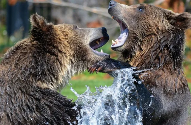 Americké akcie: Medvědí trend a zisková recese za rohem?