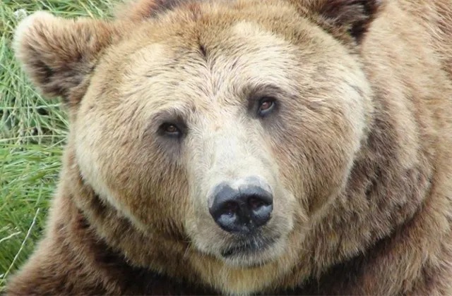 Wilson (Morgan Stanley): Akciovému trhu hrozí další poklesy, smysl proto mají tyto defenzivní obchody