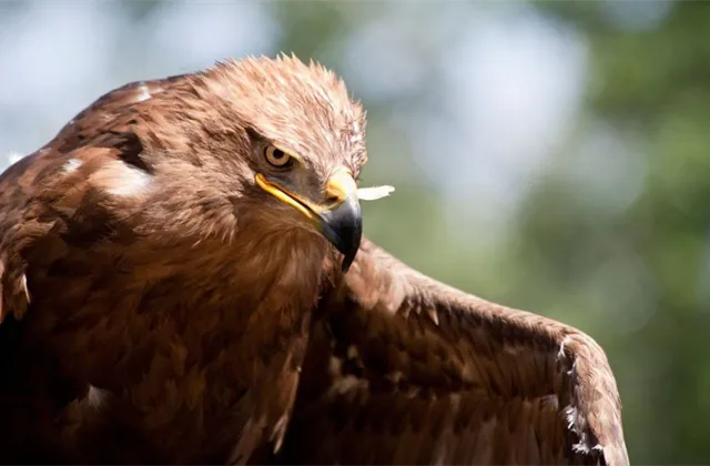 Bank of America: Manažeři fondů drží spoustu hotovosti a preferují defenzivu, ještě to ale nevzdávají. Největší obavy mají z příliš jestřábí měnové politiky