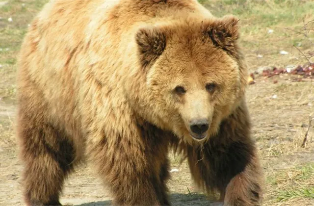 4 pádné důvody, proč může být letošní medvědí trend horší než ten v roce 2008