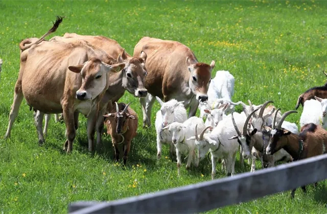 Investice do farem: Sázka na zemědělství jako lék (nejen) na současnou inflaci