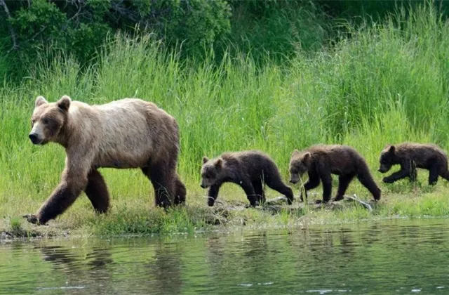 S recesí, nebo bez aneb Kterým z dvou typů medvědího trendu se ukáže být ten současný?