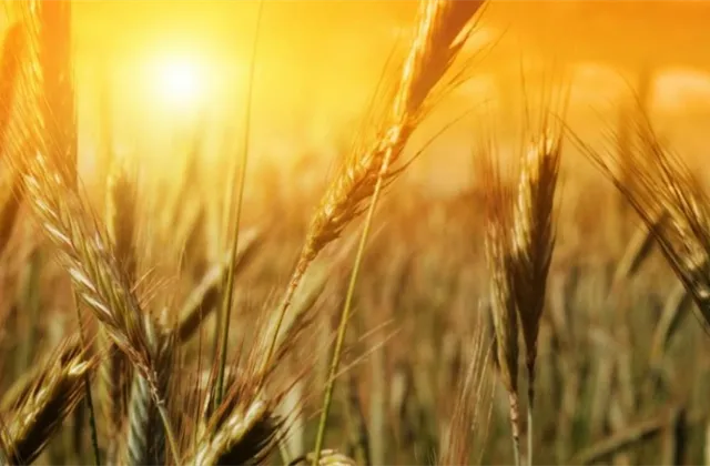 Zemědělské komodity ještě zdraží. Drama v Evropě ale nečekám, říká expert