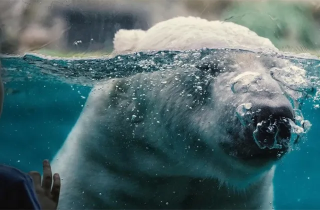 SPECIÁL IW: Akciový medvěd je zpátky: Co byste (také) měli vědět?