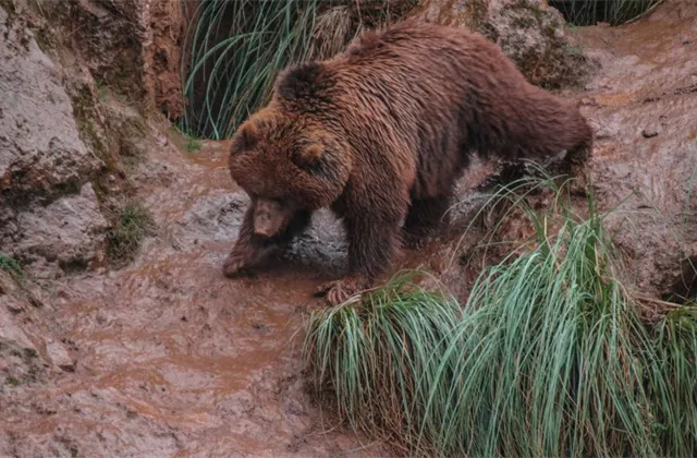 O hledání blyštivých perel v bahně medvědího trhu
