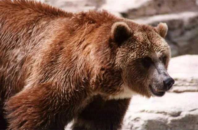 Petr Novotný (Investiční web): Medvědí trend není investiční apokalypsa, klíčové je během poklesu trhů nepanikařit