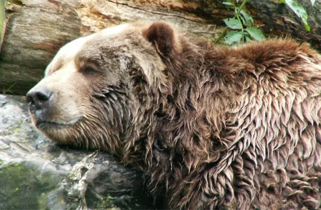 Akcioví medvědi přicházejí o největšího spojence