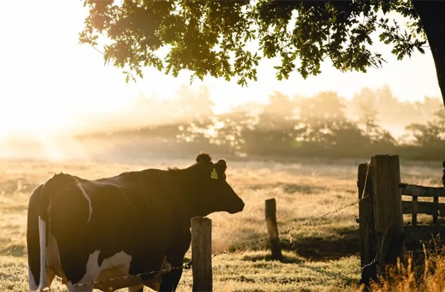 Zychová (Verdi fond farem): České zemědělství není v nejlepším stavu, cesta nahoru ale může být o to výnosnější