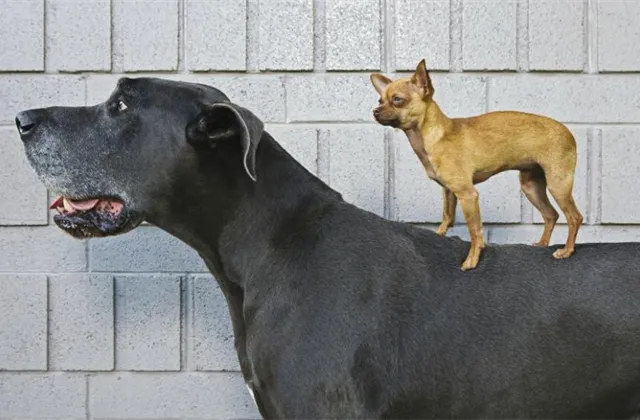 Small caps vs. big tech: Propast v ocenění se prohlubuje