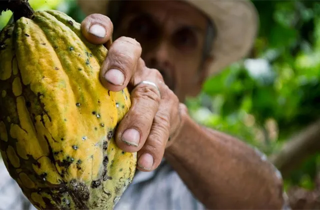 Cena kakaa ustupuje z maxima. Jak obejít volatilitu na trhu s kakaovými boby?