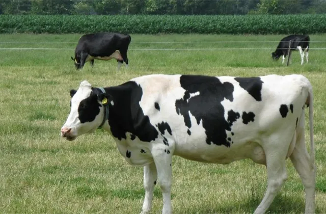 11. Nákup a naporcování celé krávy