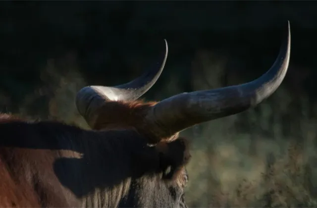 Akciový býk se nepase jen v USA