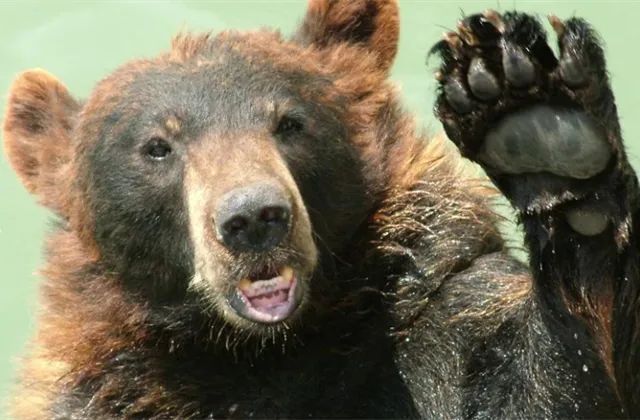 Pád do medvědí pasti: Nasdaq uzavřel extrémně ztrátový týden