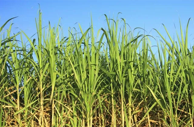 Oslaďte si investiční portfolio: Cena cukru by podle technické analýzy mohla vzrůst