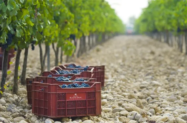 Jak vybrat kvalitní šumivé víno?