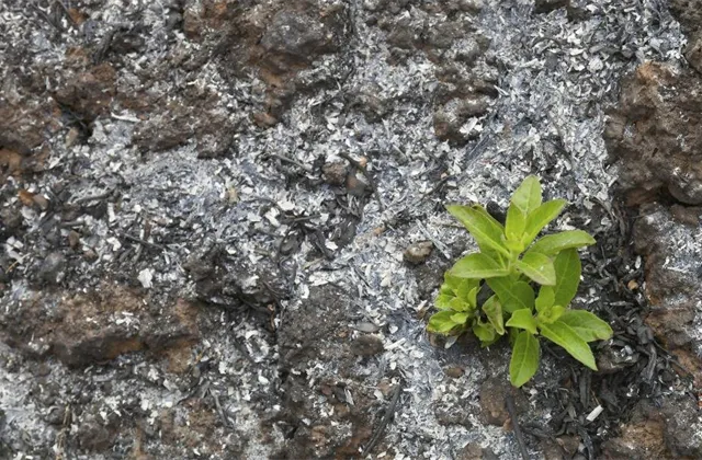 Mertlík vs. Jonáš: Jak zvládají Amerika a Evropa oživení?