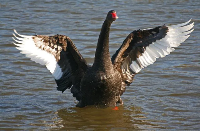 Jaké černé labutě ohrozí trh v posledních čtyřech měsících roku?