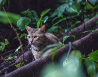 Kočka v lese - ilustrační foto