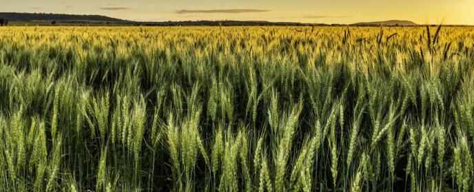 Pole, obilí, zemědělství - ilustrační foto