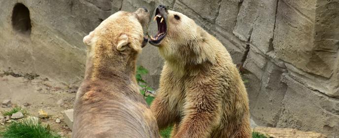 Medvěd, medvědí trend - ilustrační foto