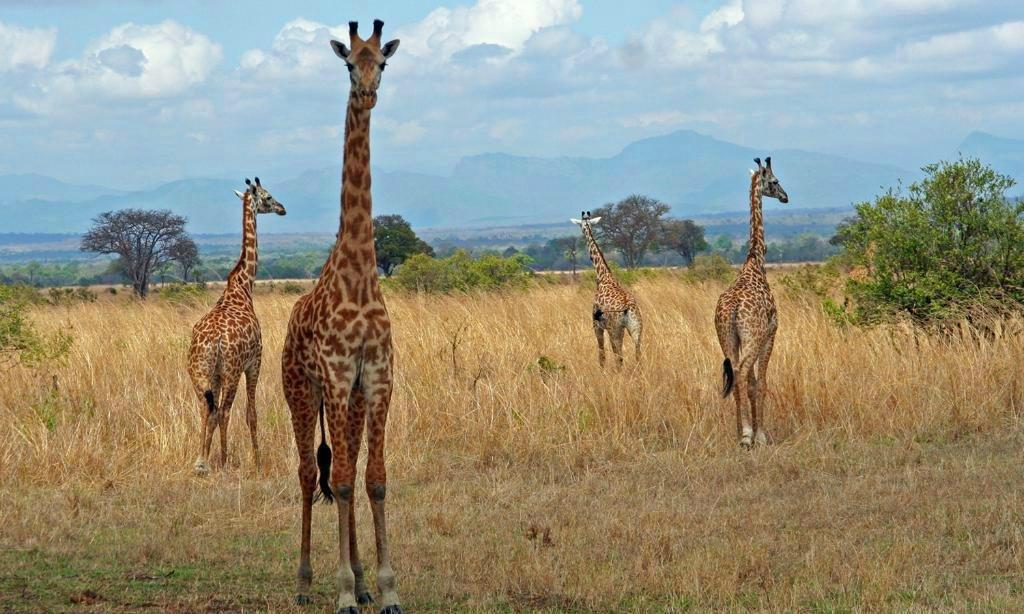 11. Tanzanie